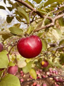 Apple Picking: Mountain Orchard